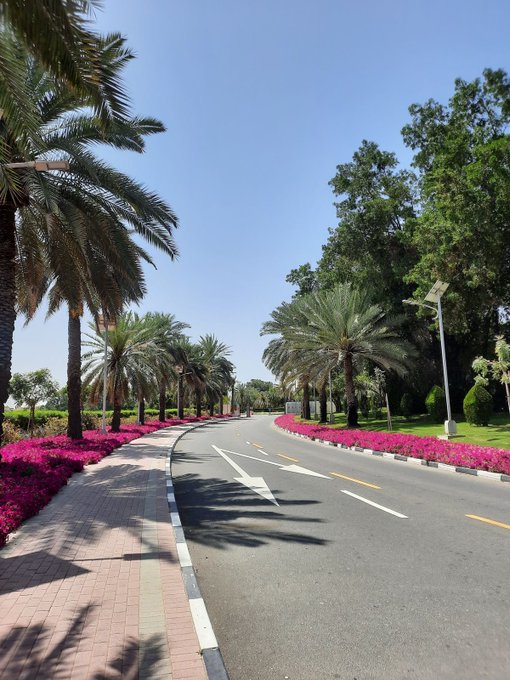 The image shows a street lined with palm trees and pink flowers along its sides. The road appears empty, suggesting that there might be no traffic at the moment. The photo has been captioned "Happy Wednesday GM Most people think the next wave of Web3 adoption will come from better marketing. I think it comes from solving three different problems: Access. Intelligence. Context." This implies that the image is related to a discussion about the future of Web3, with an emphasis on its potential impact and benefits in terms of accessibility, intelligence, and context.