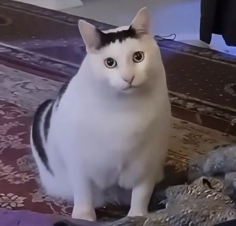 A white cat with distinctive black "eyebrow" markings sits alertly on an ornate rug, staring wide-eyed at the camera. The image showcases "Huh Cat" (Ben), the viral internet meme cat referenced in the post about a crypto meme coin gaining traction to 18K, where the cat's perpetually surprised expression serves as the meme's recognizable mascot.