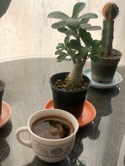 A close-up of a cup of black coffee on a glass table alongside potted plants, including a small tree and a cactus in a black pot.