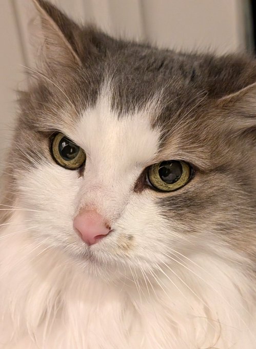 A close-up portrait of a fluffy gray and white cat with striking yellow-green eyes and a pink nose.