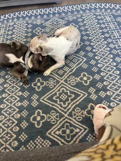 Two French Bulldogs play-fighting on a blue and white patterned rug, with a person wearing pink slippers partially visible.