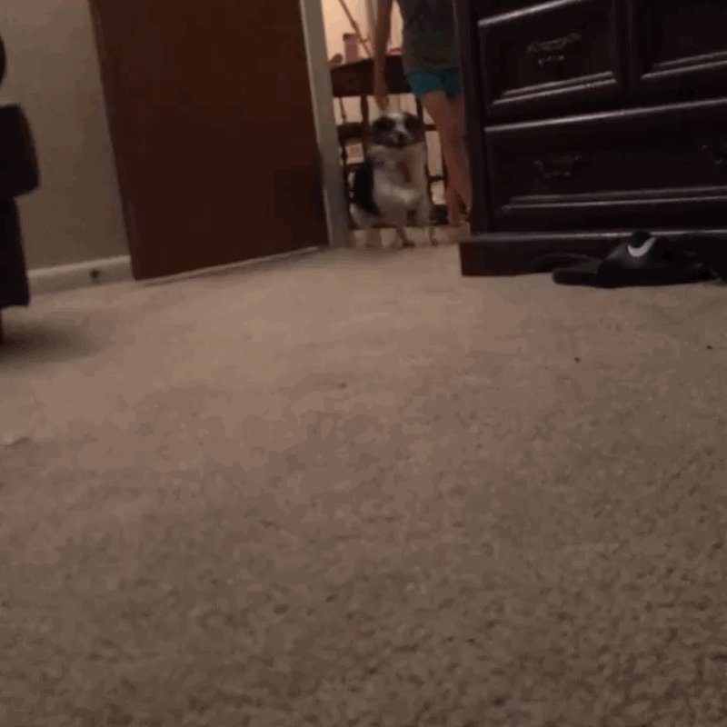 The image shows a dog standing on its hind legs, looking up at something or someone above it. A person can be seen in the background of the photo, possibly interacting with the dog or observing its behavior. The room appears to have a carpeted floor, and there is a chair visible near the left side of the scene.