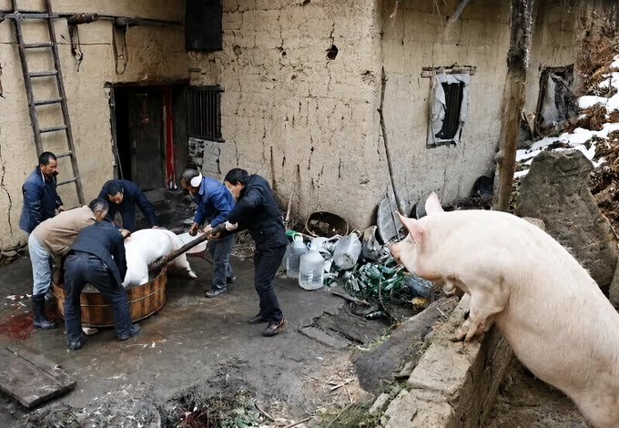 A group of men restrain a pig at a rural slaughter site, with another pig approaching from the right, illustrating the violent, forced extraction depicted in "pig farming" scams. The image serves as a visceral metaphor for the post's warning about "pig slaughter" cryptocurrency theft, where scammers drain victims' wallets by coaxing out their mnemonic seed phrases before disappearing with the funds.