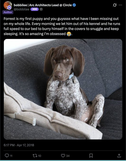 A tweet from @bobbilee (Arc Architects Lead @ Circle) posted on April 17, 2018, features a brown and white spotted puppy sitting on a dark gray couch, with the caption expressing joy about her first puppy "Forrest" and his habit of snuggling in bed each morning. The post playfully compares Forrest to being "alpha" while promoting the $FORREST dog meme token on Arc blockchain with a market cap around $11.4k.
