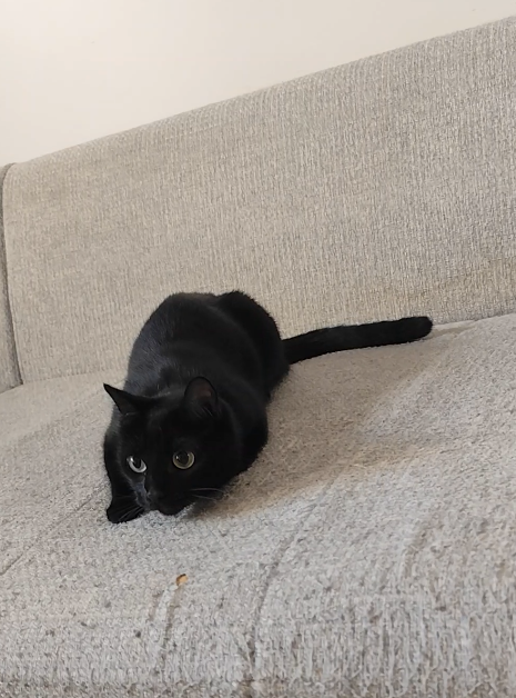 A black cat with bright eyes crouching on a textured beige couch, looking directly at the camera with an alert posture.