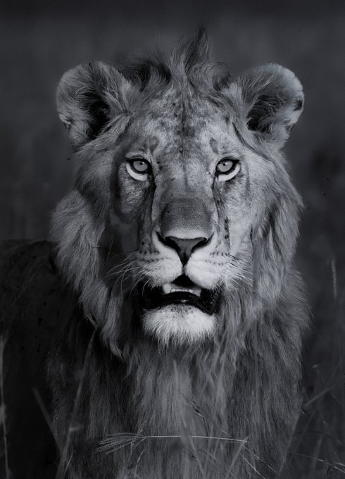 A dramatic black-and-white close-up portrait of a lion's face staring directly at the camera.