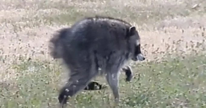 A dark-furred bear walks across a grassy field, appearing to carry a small cub beneath it.