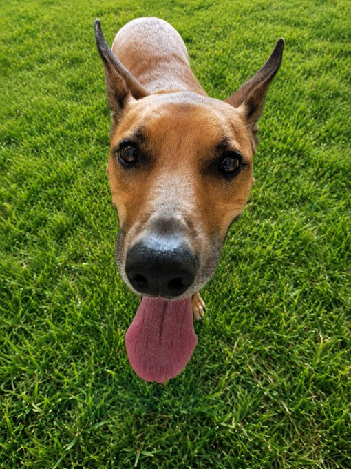 A close-up shot of a brown and white dog with pointy ears and a long pink tongue lolling out, standing on green grass and looking directly at the camera—a perfect "boop" candidate.