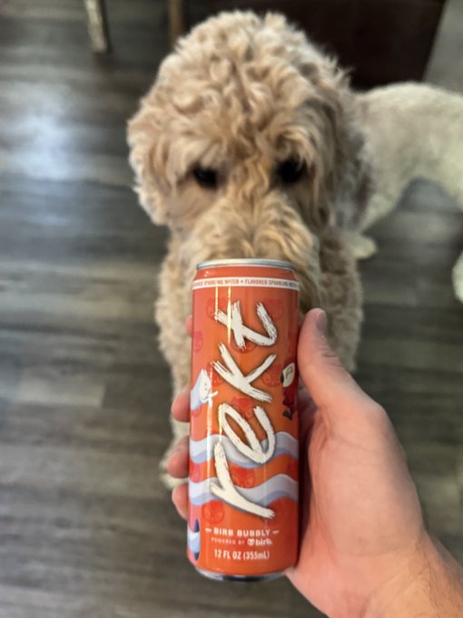 A fluffy dog sniffs curiously at a can of Rekt cold brew coffee (Bird Buddy flavor, 12 fl oz) held in front of it, as the dog appears intrigued by the afternoon snack collaboration between Moonbirds and Rekt Drinks.