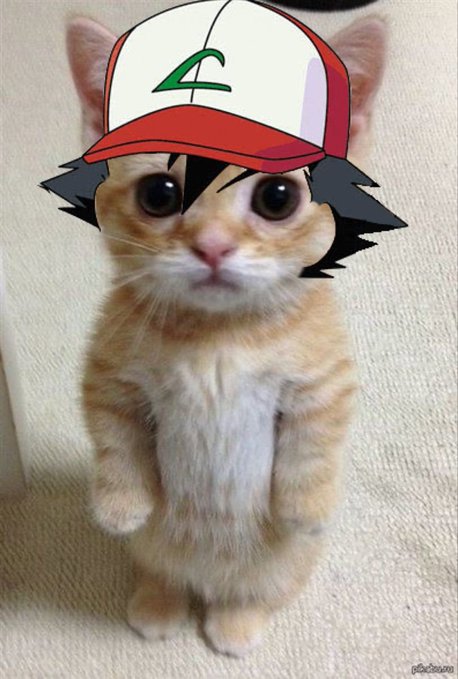 The image features a small orange kitten wearing a Pokemon hat and standing on its hind legs with its front paws raised. The kitten appears to be posing for the photo, showcasing its unique Pokemon-themed attire. The image also includes text that reads "Pack Battles are now live! Too lazy to read Discord? Here'S The TLDR: PIKACHU ONLY event pack is now live!: Airdrop page is live, make sure to check out the reward tab!".