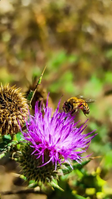 A honeybee lands on a vibrant purple thistle flower with a blurred green natural background.