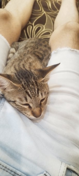 A tabby cat sleeping peacefully between someone's legs while they sit on a couch.