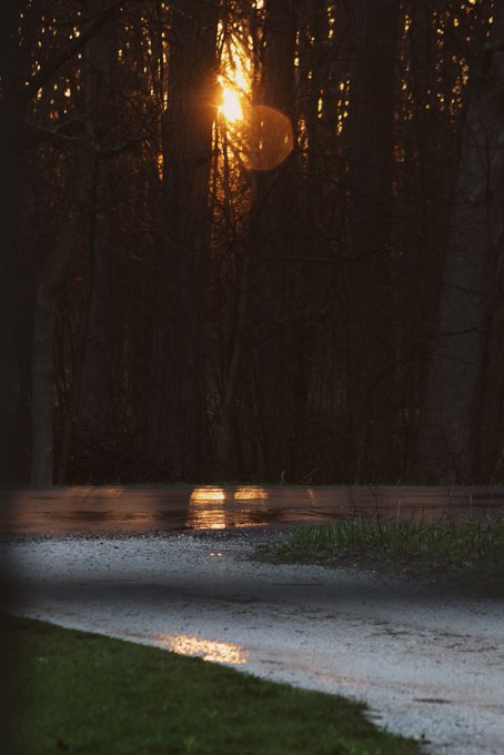 A dark forest scene at sunset, with sunlight filtering through bare trees and reflecting off a wet paved surface and puddles.