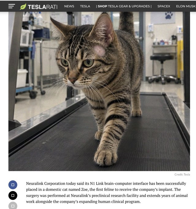 A Teslarati news article showing a tabby cat walking on a treadmill, reporting that Neuralink Corporation has successfully implanted its N1 Link brain-computer interface in a domestic cat named Zoe, the first feline to receive the implant.
