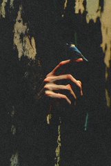 A moody, dark photograph of a hand reaching out from a shadowy wooden surface with a small blue bird perched on one of the fingers.