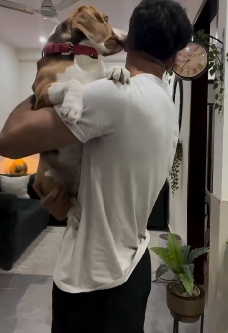 A person in a white t-shirt carrying a large beagle dog in their arms while walking through a home interior with a wall clock and potted plants visible.