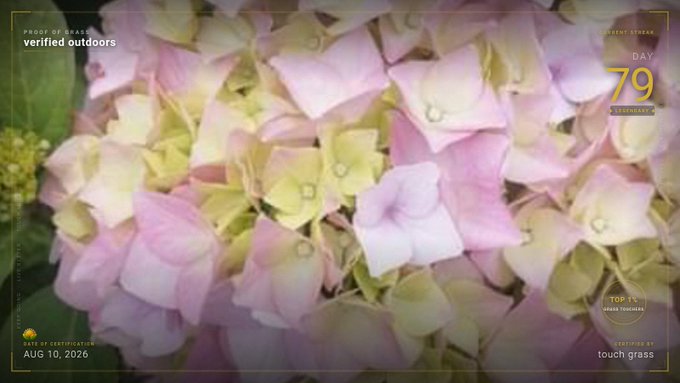A screenshot from a video game showing pink and green hydrangea flowers with UI elements including 'PROOF OF GRASS verified outdoors', 'DAY 79', 'TOP 1%', and 'touch grass' dated AUG 10, 2026.
