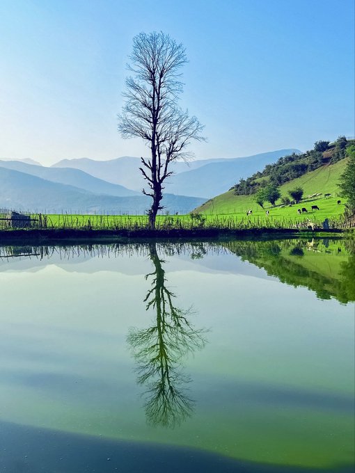 A serene landscape featuring a lone bare tree standing on the edge of a calm body of water, with its perfect reflection mirrored on the green-tinted surface, set against rolling green hills and distant mountains.