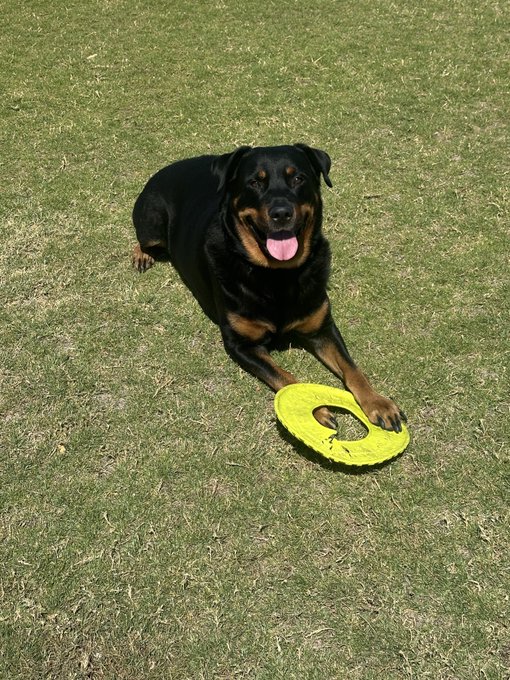 The image features a black and brown dog sitting on a grassy field, holding a yellow frisbee in its mouth. The dog appears to be enjoying itself as it plays with the frisbee. The caption "best dog on CT" suggests that this is an award for the dog's performance or appearance.