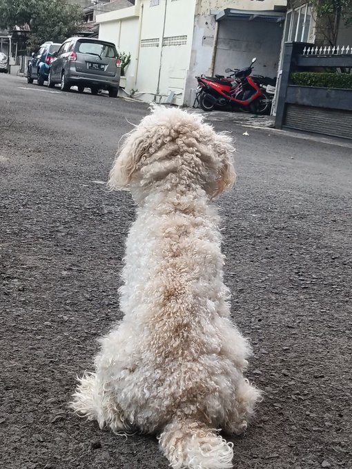 A small curly white dog sits on a paved road looking down a street where cars and a motorcycle are parked.