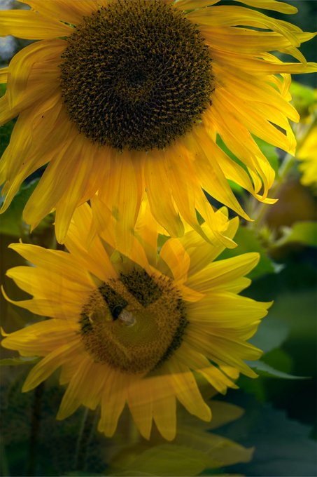 A close-up photograph of vibrant yellow sunflowers with dark brown centers, featuring a bee on one of the flower heads against a blurred green background.