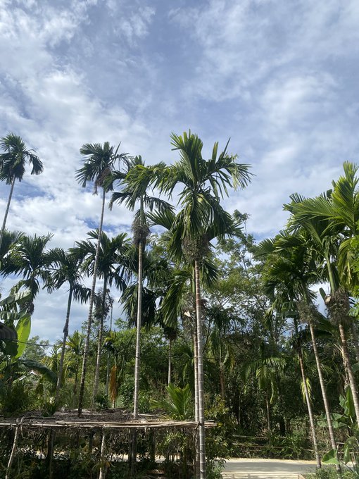 Tall palm trees rise against a partly cloudy blue sky in a tropical setting, with a rustic wooden structure visible at the bottom.