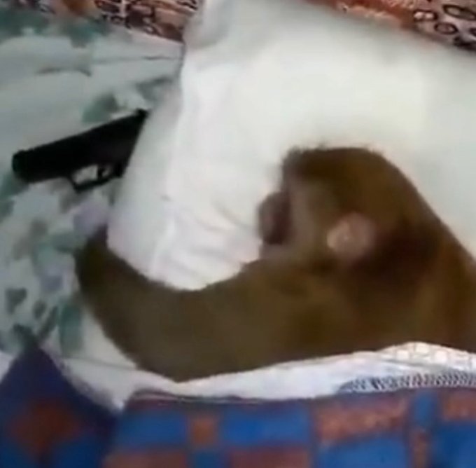 A blurry image showing a brown-furred animal, possibly a monkey or ape, lying on a bed next to a white pillow and a black handgun.