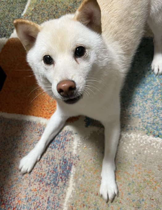 A close-up photo of a small white dog with tan ears looking up at the camera from a patterned blue and beige rug.