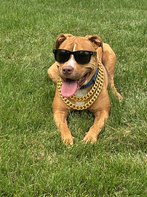 A brown pitbull dog lying on green grass, wearing black sunglasses, a blue collar, and a thick gold chain, with its tongue hanging out.
