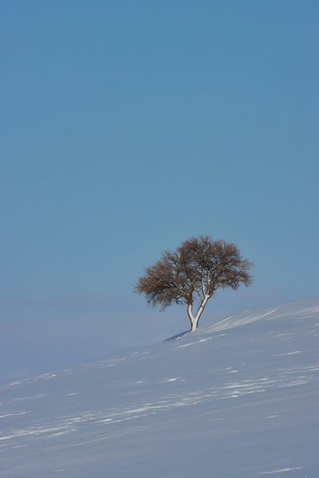 A lone tree stands on a snow-covered hill against a clear blue sky in a serene winter landscape.