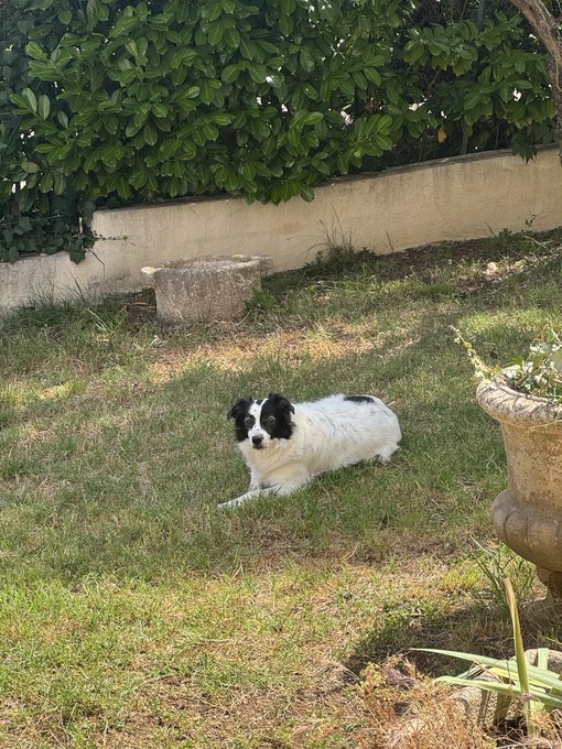 A black and white dog lies peacefully on the grass in a sunny garden, resting near a stone wall and lush greenery, perfectly matching the caption's "touching grass" moment.