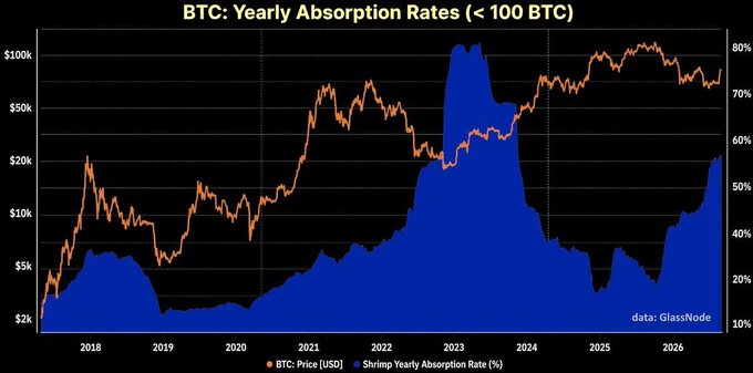 A chart titled "BTC: Yearly Absorption Rates (< 100 BTC)" shows Bitcoin's price (orange line, peaking near $100k in 2025) plotted against the "Shrimp Yearly Absorption Rate (%)" (blue area, which spiked dramatically to around 80% in late 2022/early 2023 and currently sits near 55% in 2026), with data sourced from GlassNode. The image supports the post by visualizing how smaller Bitcoin holders (under 100 BTC) increased their accumulation to roughly 55% of yearly absorption while BTC price dipped below $67k.
