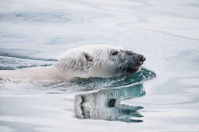 A photograph of a polar bear swimming in Arctic water, with its head and back visible above the surface and a clear reflection of its face in the calm water below.