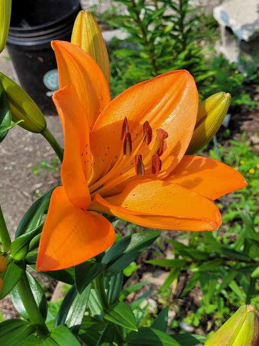 A close-up photograph of a vibrant orange lily in full bloom, with buds and green foliage visible in a garden setting.