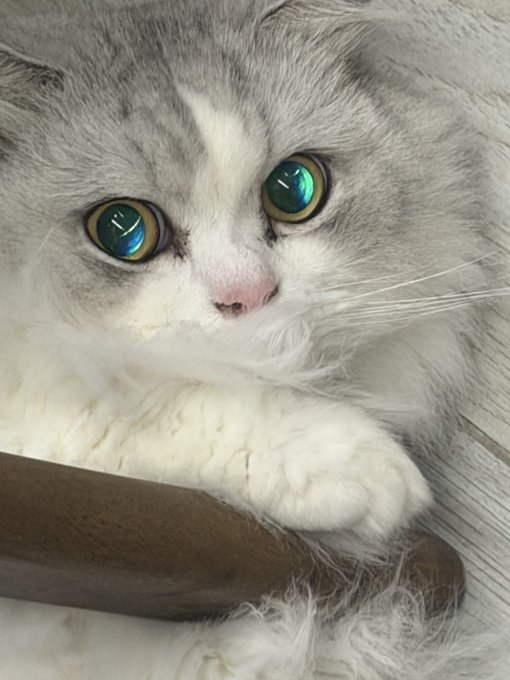 A close-up photo of a gray and white kitten with striking green eyes and a pink nose, resting its white paw on what appears to be a furry or fabric surface.