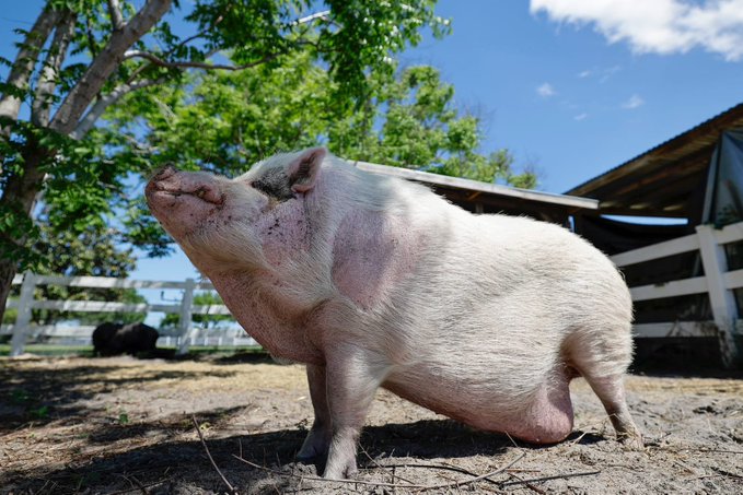 A white pig with its snout raised stands in a fenced outdoor enclosure, with a white shelter and trees in the background. The image serves as the mascot for the "$WADDLESLIV" cryptocurrency community, embodying the "Waddles and His Warriors" rallying message calling supporters to unite for an upcoming Wednesday battle.