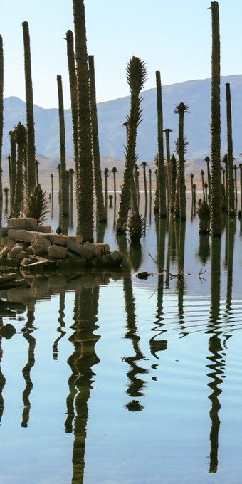 A photograph of tall cacti and palm trees standing in a flooded landscape, likely the Salar de Uyuni, with their reflections mirrored in the calm water and mountains in the background.