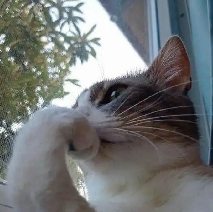 A close-up of a tabby and white cat looking out a window, with its paw raised near its face and green foliage visible in the background.