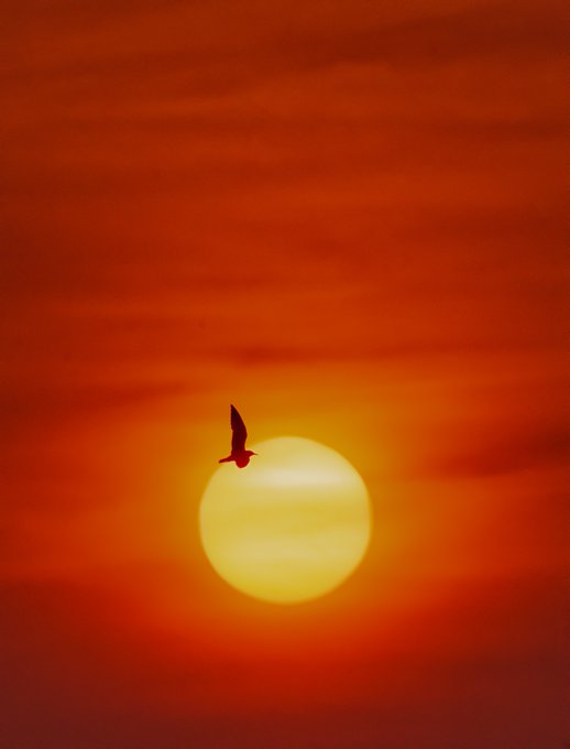 A silhouette of a bird in flight against a vibrant orange sunset with a large glowing sun in the background.