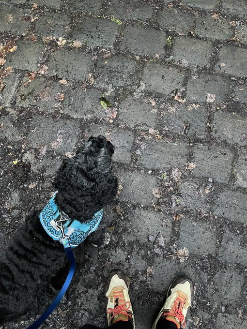 A first-person view shows a small black dog wearing a blue bandana sitting on a paved stone walkway next to the photographer's sneakers.