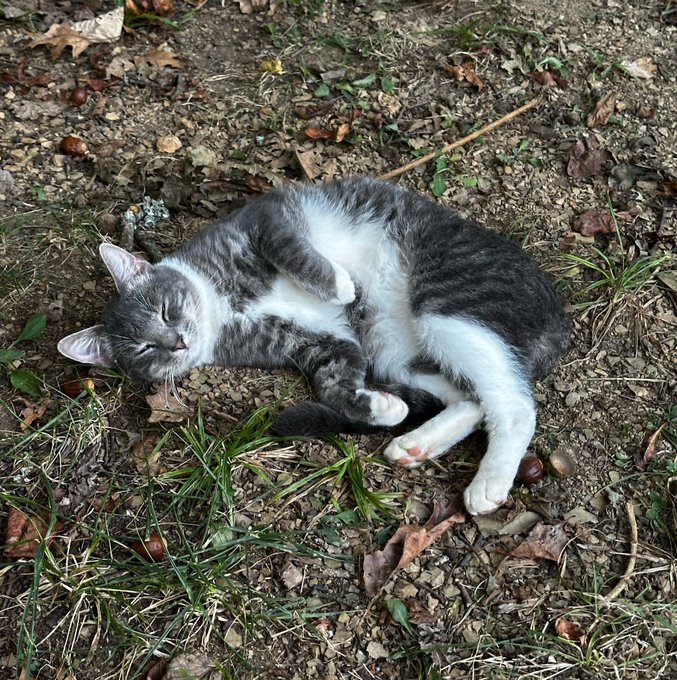 A gray and white tabby cat sleeping curled up on dirt and grass.