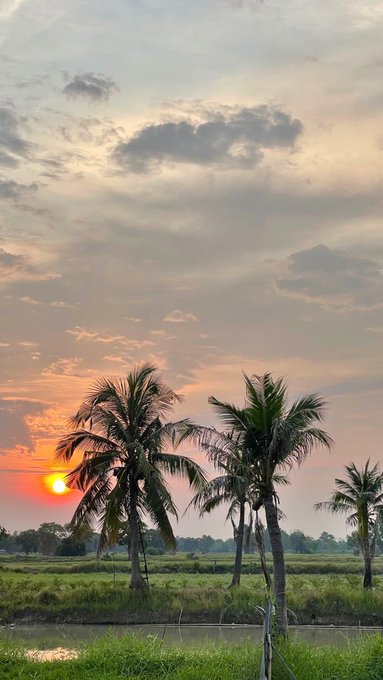 A scenic sunset photograph showing palm trees silhouetted against an orange sky with clouds, viewed over a green field at dusk.