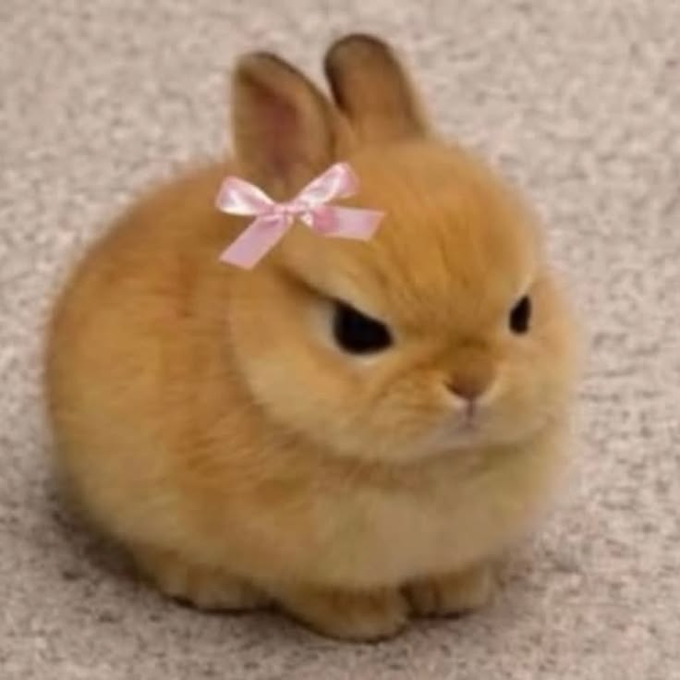 A fluffy orange rabbit with an angry expression wears a small pink bow on its head.