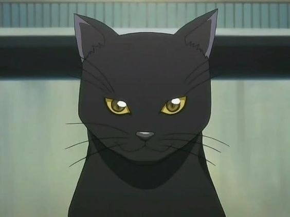An animated black cat with bright yellow eyes stares directly at the viewer in what appears to be an anime style.