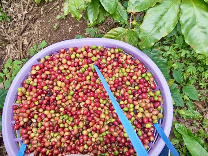 A purple basket filled with freshly harvested red and green coffee cherries, sitting on the ground near a coffee plant.