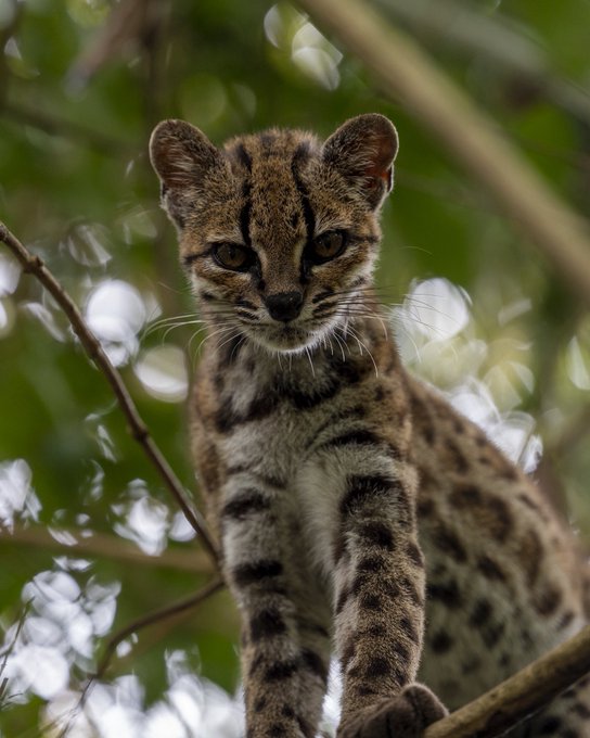 A small spotted wildcat, likely Tigrino, perches on a tree branch with an intense gaze, perfectly embodying the rescued feline whose story inspired a dedicated cryptocurrency and community donations to support the sanctuary's care efforts.