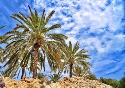 The image features two tall palm trees with green leaves against a blue sky, creating a beautiful contrast of colors. The palm trees are located at different heights, adding depth to the scene. The sky above them has some clouds scattered throughout, providing a sense of atmosphere and tranquility.