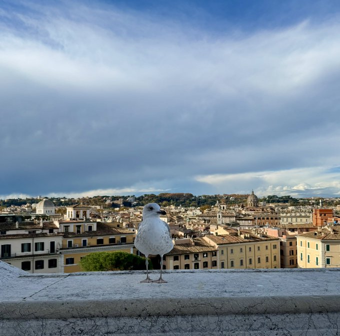 A white seagull perched on a stone ledge overlooking the rooftops of Rome under a cloudy sky.