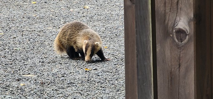 A coati with a long snout and banded tail walks across a gravel surface, viewed past a weathered wooden post.