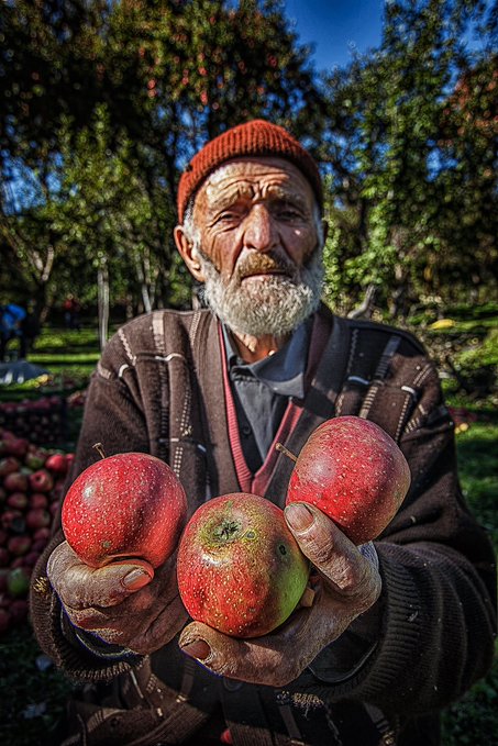An elderly bearded man wearing a red knit cap holds up three ripe red apples toward the camera in a sunlit orchard.